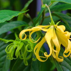 KZ.ULJE YLANG YLANG 30ml