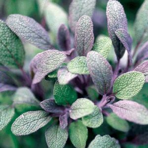 KZ.ULJE KADULJE (ZALFIJE) 30ml