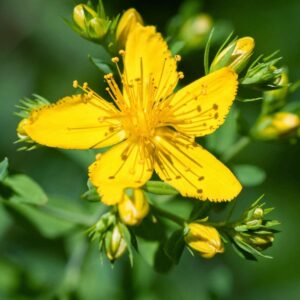 KZ.ULJE KANTARIONA 50ml