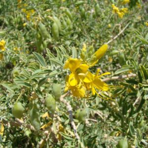 KZ.ULJE JOJOBA 100ml