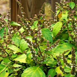 KZ.ULJE PAČULI 100ML